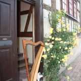 Jungkater Sammy und Böhmische Harfe